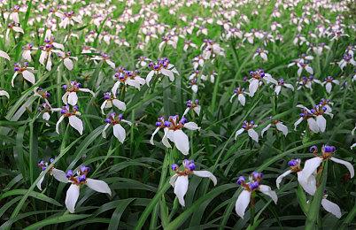 Switch发布18.1.0系统更新 现已停止支持X